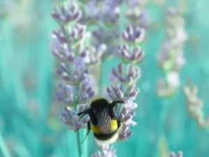 Hummel 01